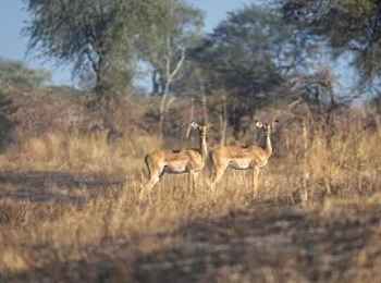 Luiana Plains Expedition Camp: Zwei Antilopen