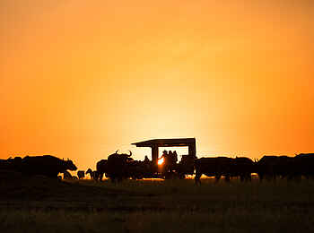 Mara Expedition Camp: Pirschfahrt im Sonnenuntergang