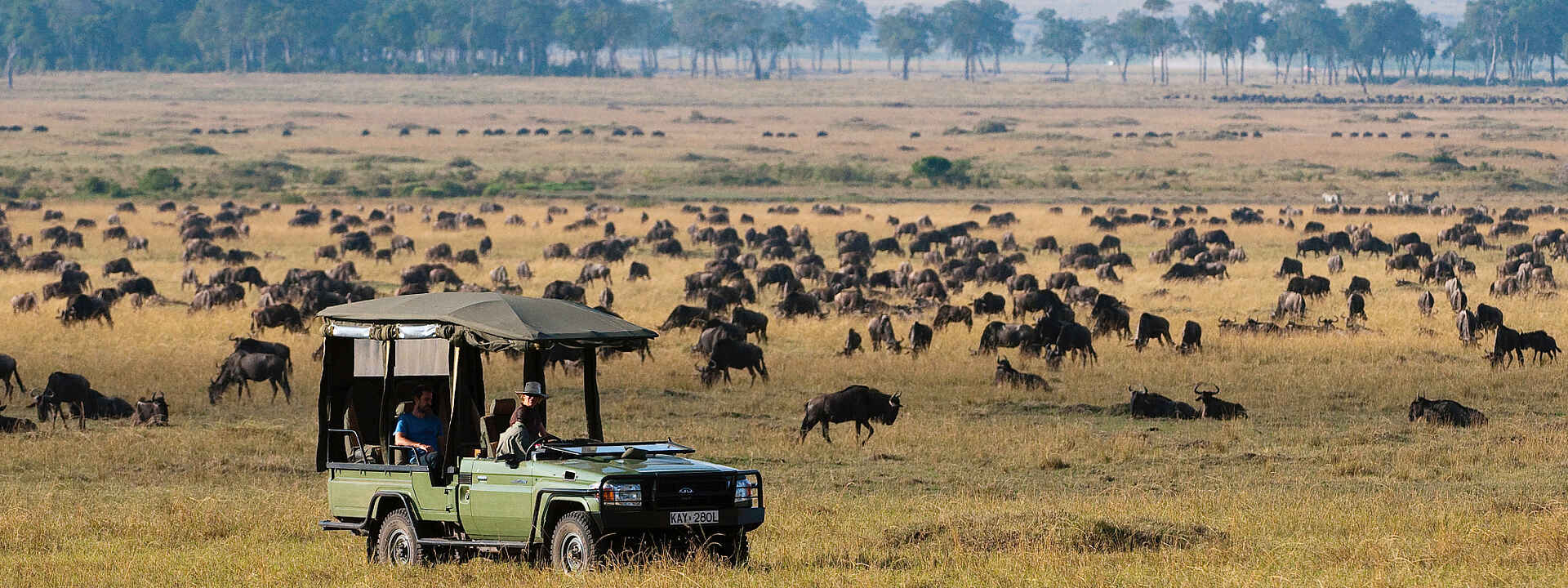 Eine große Gnuherde
