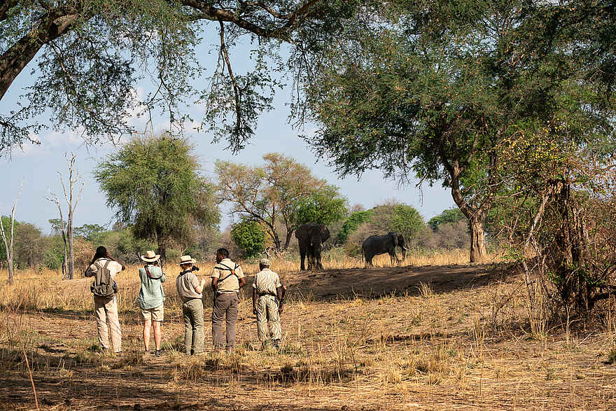 Mobile Walking Safari: Elefanten in nächster Nähe Mobile Walking Safari: Elefanten in nächster Nähe