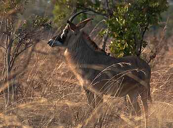 Mukambi Fig Tree Bush Camp: Ein Wasserbock