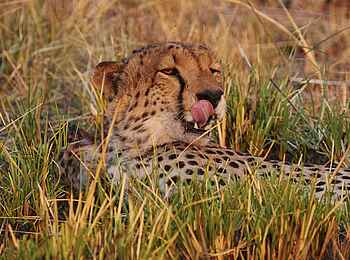 Mukambi Fig Tree Bush Camp: Eine Großkatze ruht sich aus