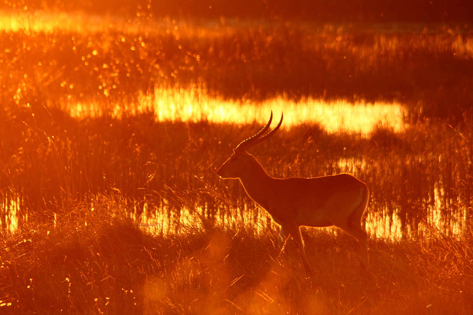 Nambwa Lodge: Wasserbock Nambwa Lodge: Wasserbock