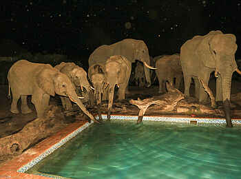 Nehimba Lodge: Elefanten am Pool Nehimba Lodge: Elefanten am Pool