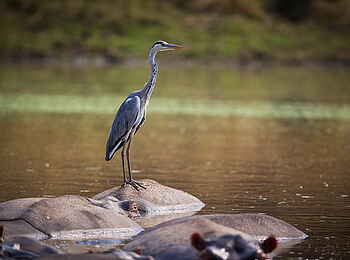 Norman Carr Safaris: Graureiher