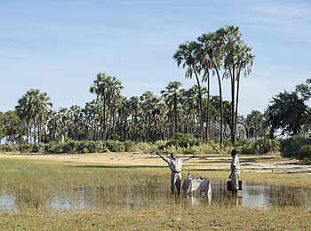 Nxabega Okavango Tented Camp: Getränkepause im Schilf