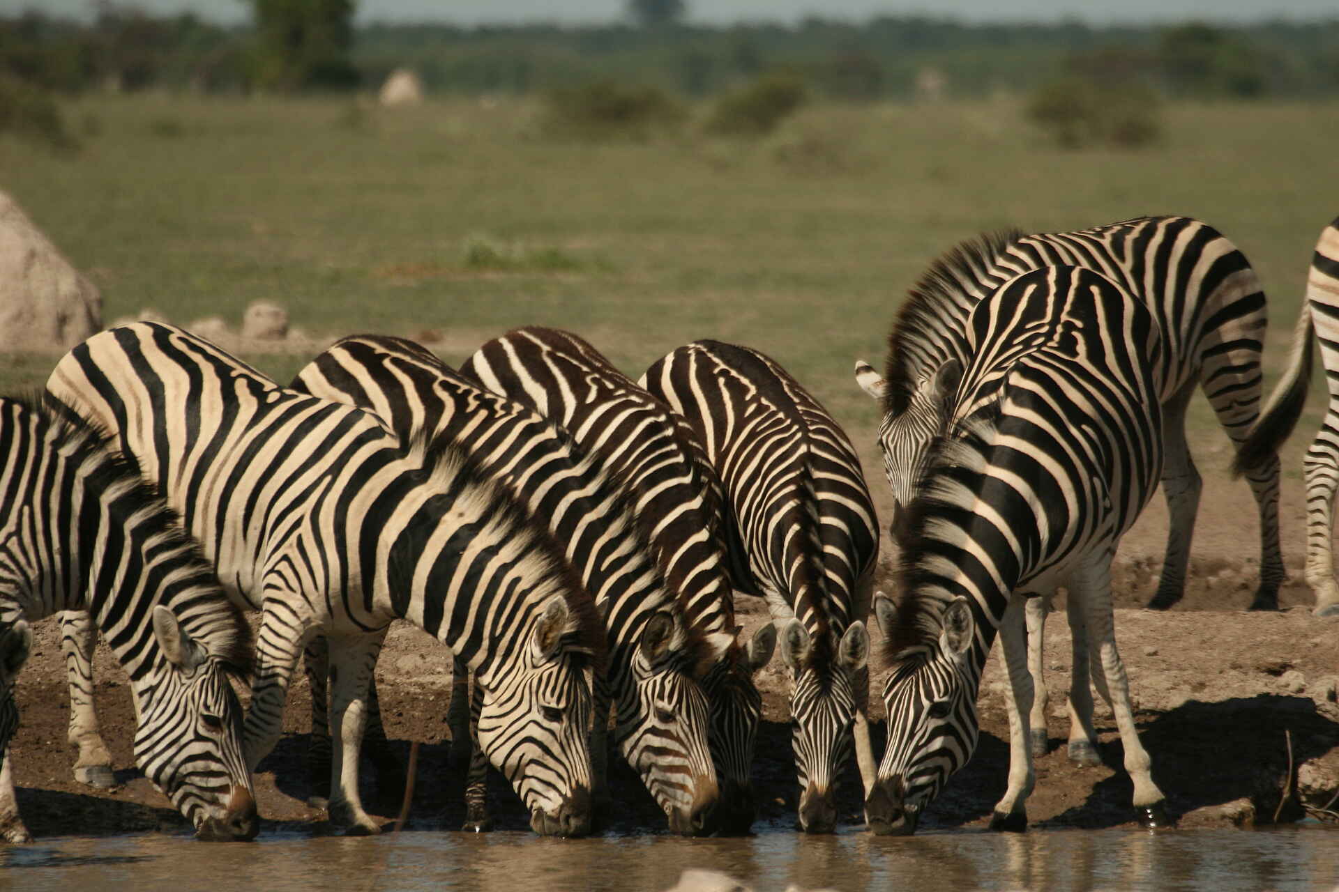 Nxai Pan Camp: Trinende Zebras