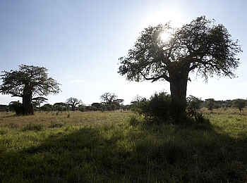 Oliver's Camp: Baobabs Oliver's Camp: Baobabs