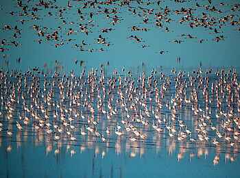 Planet Baobab: Flamingos Planet Baobab: Flamingos