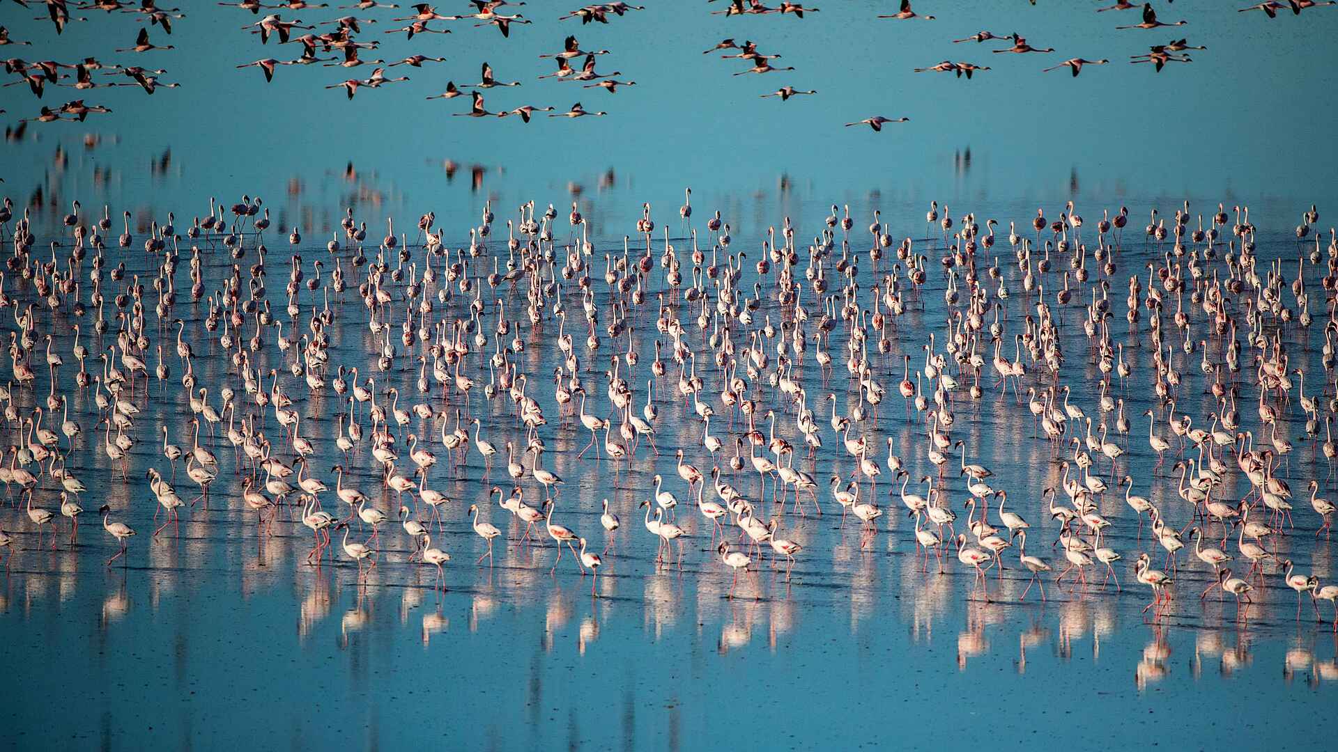 Planet Baobab: Flamingos Planet Baobab: Flamingos