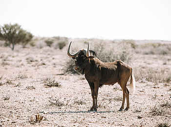 Red Dunes Lodge: Gnu
