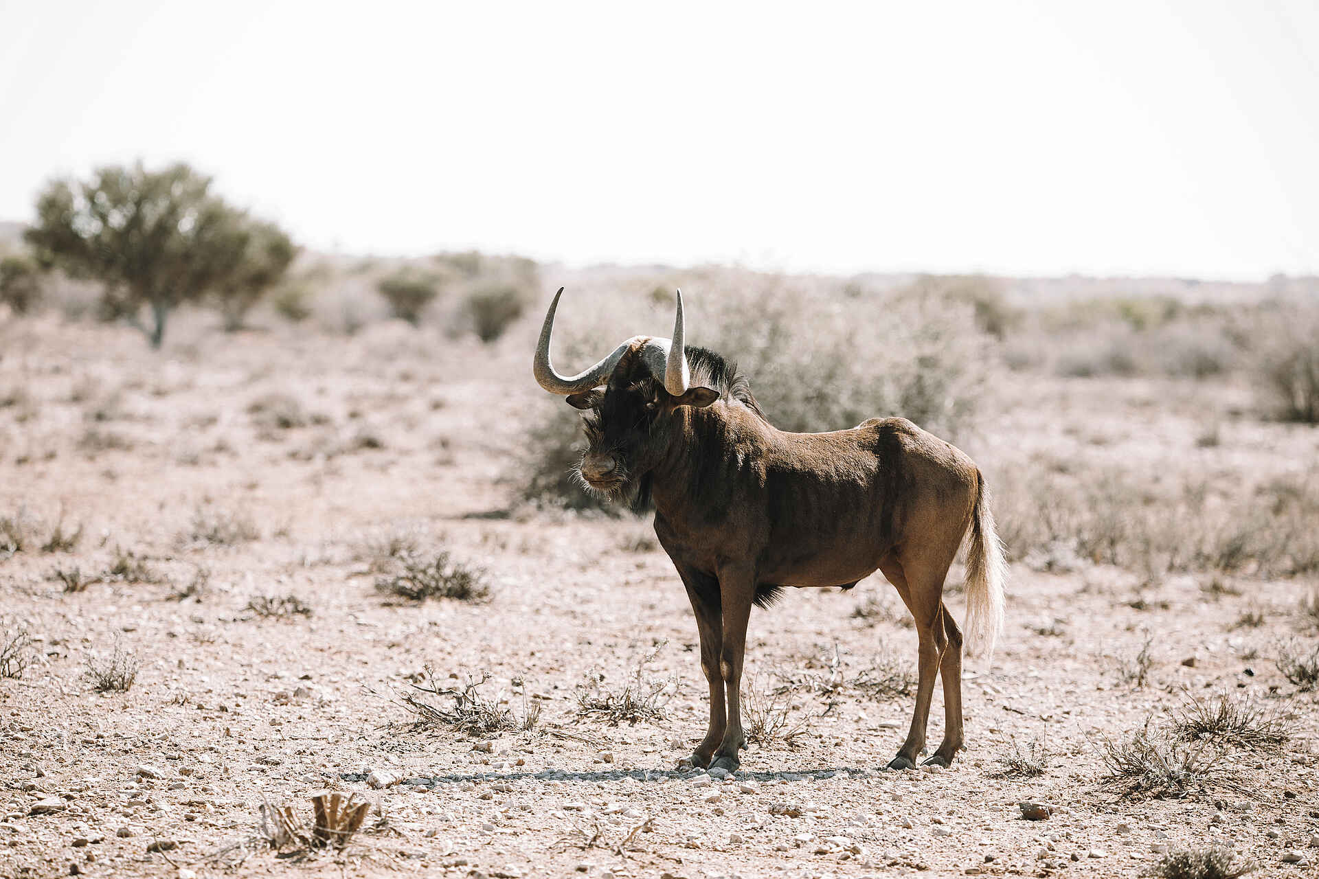 Red Dunes Lodge: Gnu