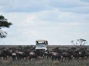 Sanctuary Serengeti Migration Camp: Game Drive Sanctuary Serengeti Migration Camp: Game Drive