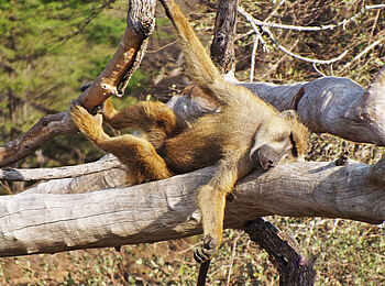 Selous Impala Camp: Affe