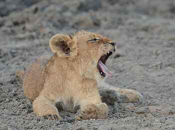 Simbavati Waterside Lodge: Ein müdes Löwenbaby Simbavati Waterside Lodge: Ein müdes Löwenbaby