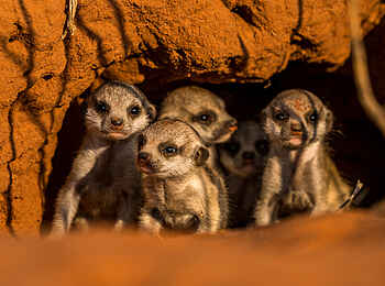 The Motse Tswalu: neugierige Erdmännchen The Motse Tswalu: neugierige Erdmännchen