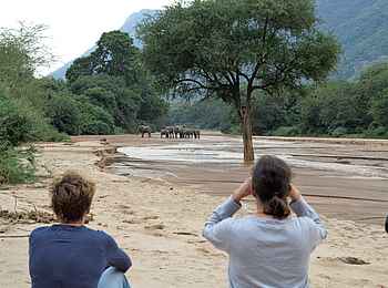 Wayo Manyara Green Camp: Elefanten im Flussbett