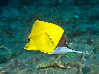 White Pearl Resorts: Schillernde Zeitgenossen