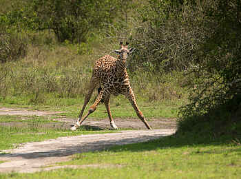 Akagera Game Lodge: Trinkende Giraffe Akagera Game Lodge: Trinkende Giraffe