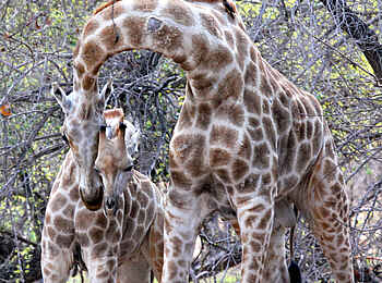 Chilo Ivory Trail Adventure: Giraffen