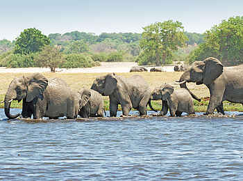 Chobe Savanna Lodge: Elefanten am Fluß