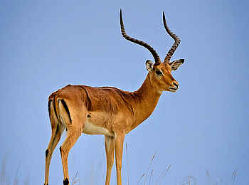 Entim Masai Mara: Impala-Bock