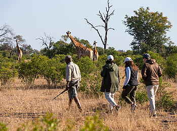 Inyati Game Lodge: Nahe den Giraffen