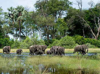 Jao Camp: Elefantenherde Jao Camp: Elefantenherde