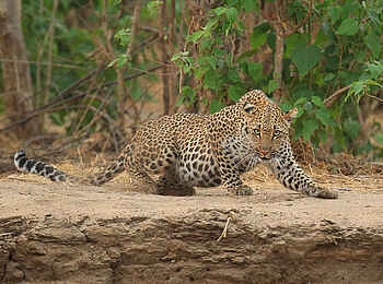 Kavinga Safari Camp: Aufmerksamer Leopard Kavinga Safari Camp: Aufmerksamer Leopard