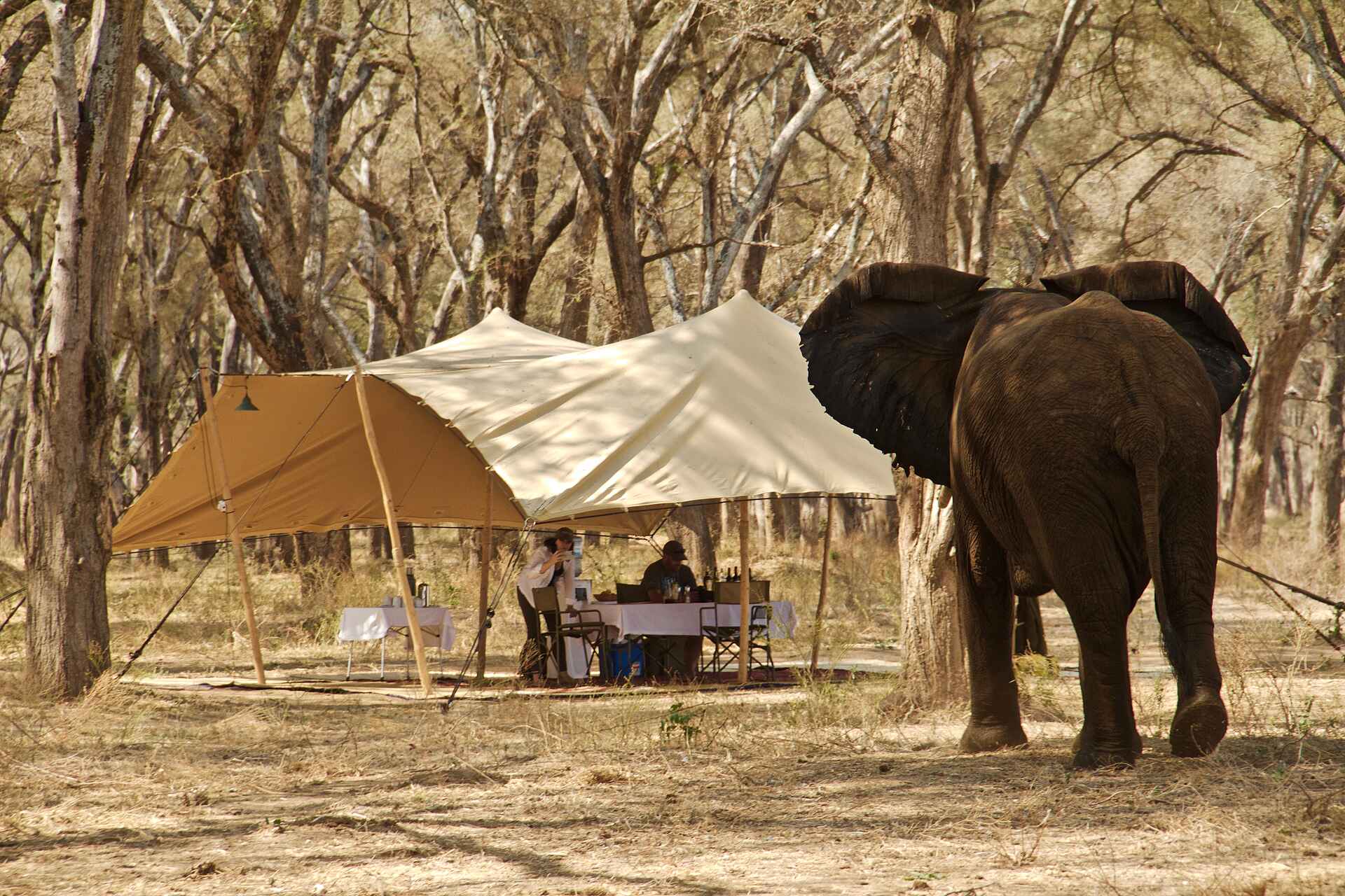 Lower Zambezi National Park, Tusk & Mane, Kyle Branch, Luke Evans, Gästezelt, Moskitoschutz, Elefant, Hauptzelt, Afrikarma, Afrikarma Safaris, Afrikarma Safaris. Wildnis. Hautnah., Afrikarma.de