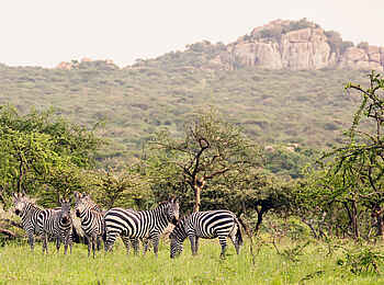 Legendary Mwiba Lodge: Zebras Legendary Mwiba Lodge: Zebras