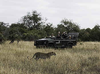 MalaMala Camp: Gängiger Gepard MalaMala Camp: Gängiger Gepard