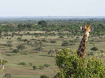 Mashatu Game Reserve: Green Season