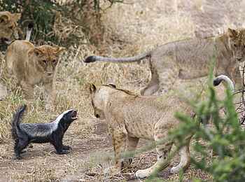 Mashatu Game Reserve: Honigdachs setzt auf Angriff