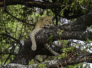 Mombo Camp: Leopard im Schatten Mombo Camp: Leopard im Schatten