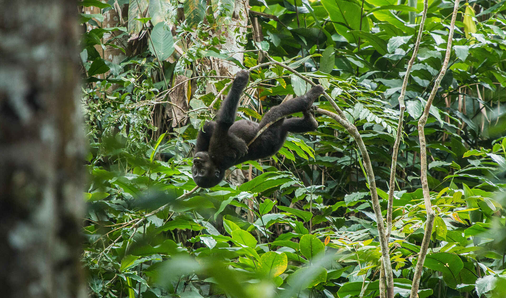 Ngaga Camp: Spielerisch hängt er am Ast