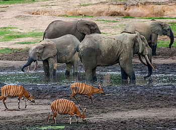 Sangha Lodge: Bongos und Waldelefanten Sangha Lodge: Bongos und Waldelefanten