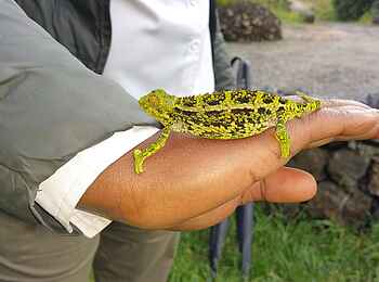 Singita Kwitonda Lodge: Chameleon Singita Kwitonda Lodge: Chameleon