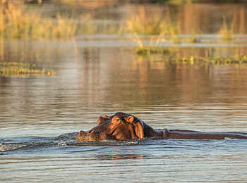 Amanzi Camp: Ein Nilpferd im Fluss Amanzi Camp: Ein Nilpferd im Fluss