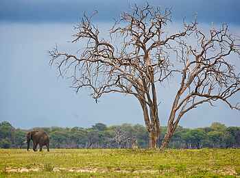 Bomani Tented Lodge: Vegetation der Ebene