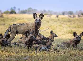 Camp Tawana: Wildhunde