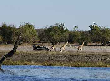 Chobe Game Lodge: Game Drive