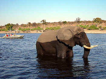 Chobe Safari Lodge: Elefant beim Bad Chobe Safari Lodge: Elefant beim Bad