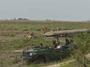 Duba Plains Camp: Rastendes Rudel