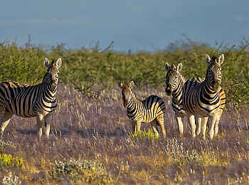 Etosha Mountain Lodge: Zebras