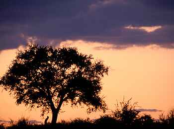 GocheGanas: Dämmerung