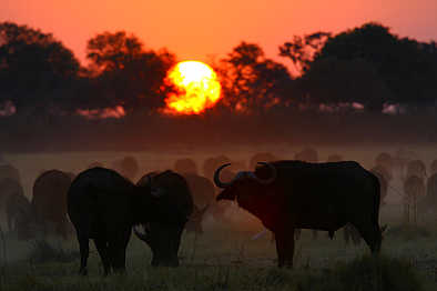 Hwange National Park: Büffel im Sonnenuntergang Hwange National Park: Büffel im Sonnenuntergang