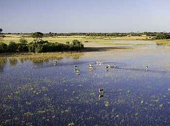 Jacana Camp: Rote Moorantilopen - Red Lechwe Jacana Camp: Rote Moorantilopen - Red Lechwe
