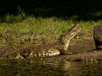 Leopard Lodge: Krokodil bei einem Nilpferdkadaver