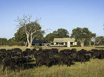 Linkwasha Camp: Büffel vor dem Camp